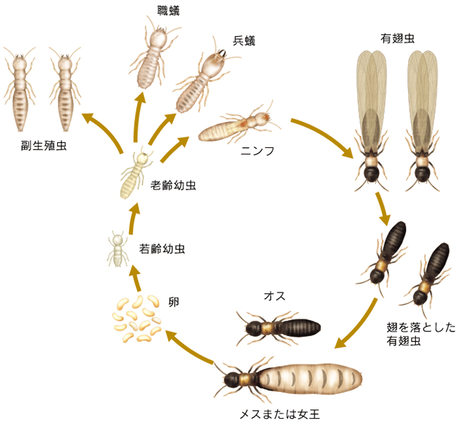 羽アリ・シロアリの生態