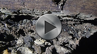 シロアリ 動画